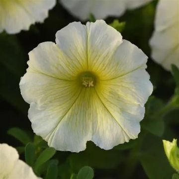 Petunia Mirage Buttercream