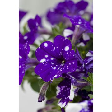 Petunia Nightsky