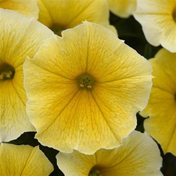 Petunia Bees Knees