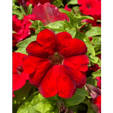 Petunia Surfinia® Big Red - Trailing Basket and Patio Plant