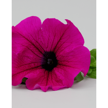 Petunia Surfinia Purple - Trailing Basket & Patio Plant