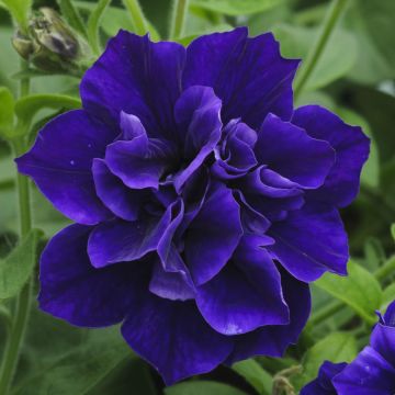 Petunia Tumbelina Belinda - Trailing Basket and Patio Plant