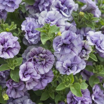 Petunia Tumbelina Priscilla - Trailing Basket and Patio Plant
