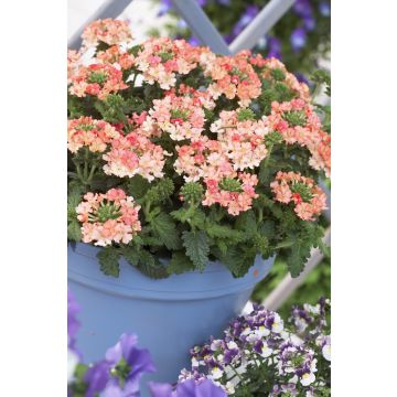 Cascading Verbena Lanai Peach