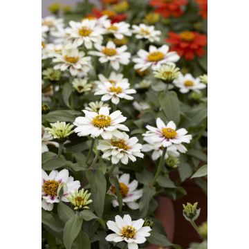 Zinnia Zahara  - Starlight Rose