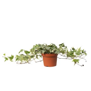 Hedera helix Yellow Ripple