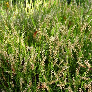 Calluna vulgaris 'Beoley Gold'
