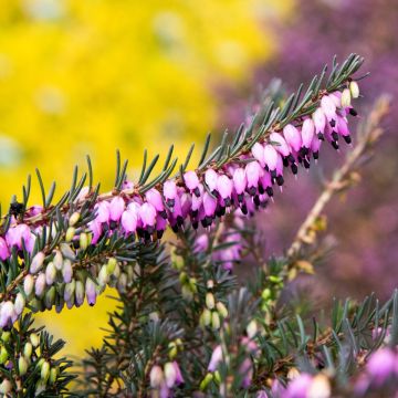 Erica x darleyensis 'Rubina'