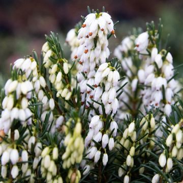Erica x darleyensis Eva Gold