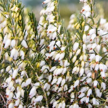 Erica x darleyensis Snow Surprise