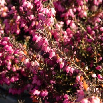  Erica carnea 'Wintersun'