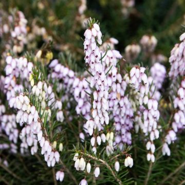 Erica × darleyensis 'Spring Surprise'