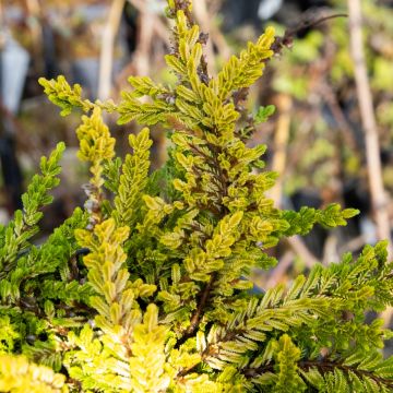 Heather Plant - Calluna vulgaris 'Blazeaway'