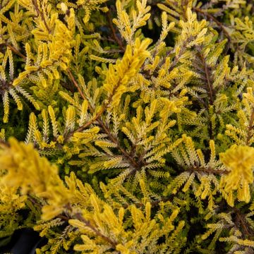 Heather Plant - Calluna vulgaris 'Cottswood Gold'