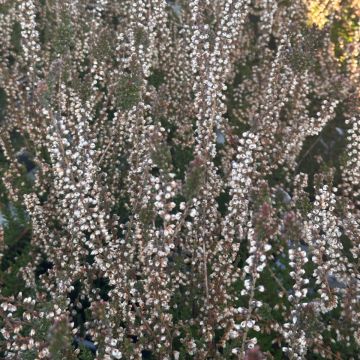 Heather Plant - Calluna vulgaris 'Flamingo' 