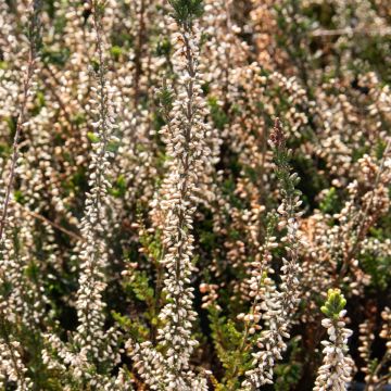 Heather Plant - Calluna vulgaris Garden Girl Twin