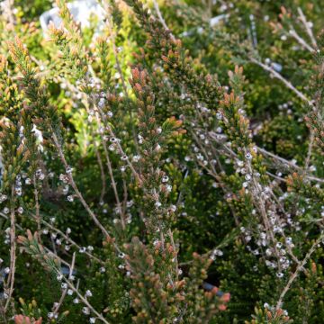 Heather Plant - Calluna vulgaris 'Leslie Slinger' 