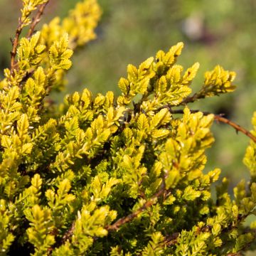 Heather Plant - Calluna vulgaris 'Gold Haze'