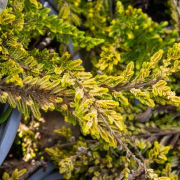 Heather Plant - Calluna vulgaris 'Olympic Gold'