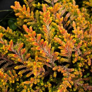 Heather Plant - Calluna vulgaris 'Robert Chapman'