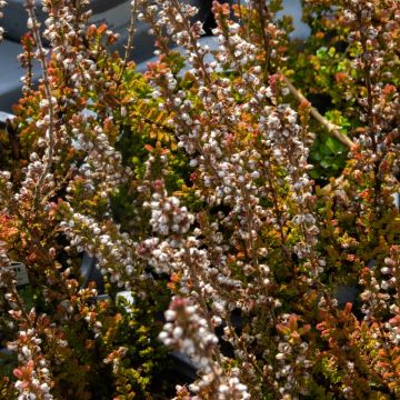 Heather Plant - Calluna vulgaris 'Sir John Charrington'