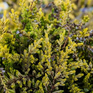 Heather Plant - Calluna vulgaris 'Westerlee Gold'