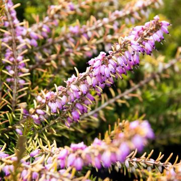 Erica × darleyensis 'Mary Helen'