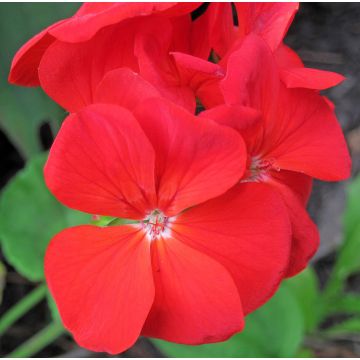 Geranium Scarlet 'Trend'