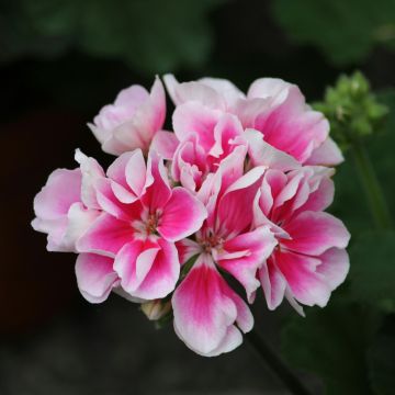 Geranium White with Pink Eye 'Flower Fairy White Splash'