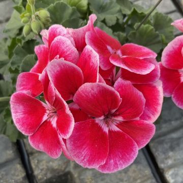 Geranium Ylenia
