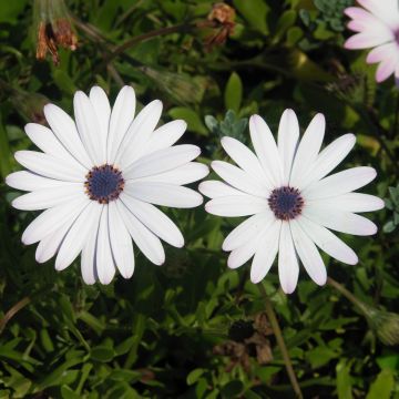 Osteospermum White