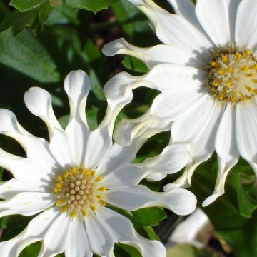 Osteospermum White Spoon