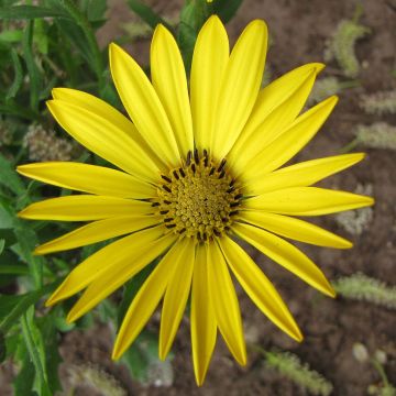 Osteospermum Yellow