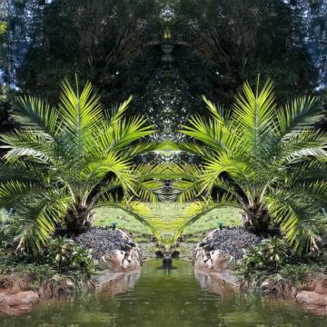 Pair of 3-4ft  Canary Island Phoenix Date Palms - Perfect for Patio Planters