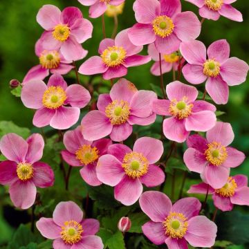 Anemone hupehensis Praecox - Windflower