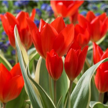 Tulip Praestans Unicum - Pack of 12 Bulbs