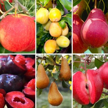 SPECIAL DEAL - Premium Speciality Chefs Selection for the Fruit Connoisseur - Fruit Tree Collection - Pack of SIX