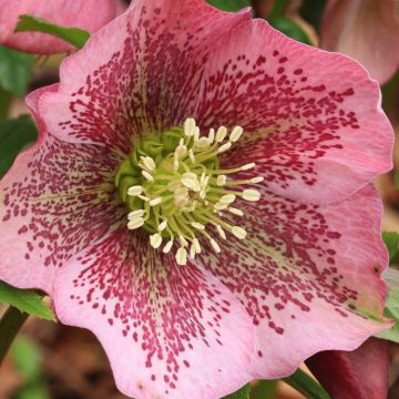 Helleborus orientalis Pretty Ellen Spotted - Hellebore