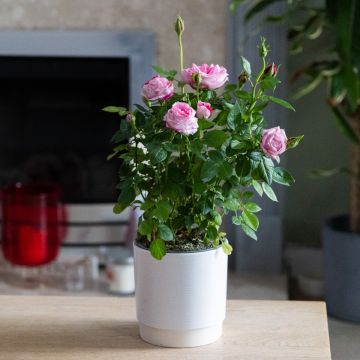 Pretty Pink Pot Rose in Bud & Bloom