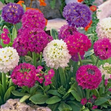 Primula denticulata Collection  - Pack of THREE Drumstick Primrose Plants