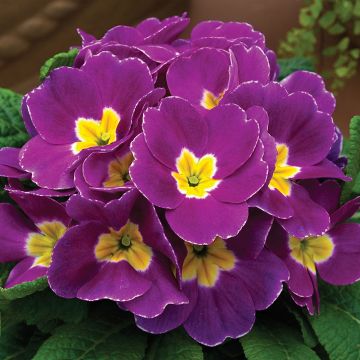 Potted Primroses - PURPLE - Pack of Six Plants