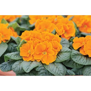 Potted Primroses - ORANGE - Pack of Six Plants