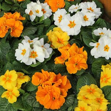 Primroses Citrus Mix - Pack of SIX Primrose Plants in Bud & Bloom