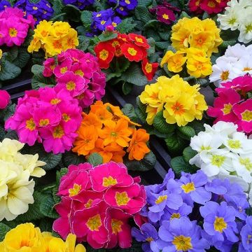                                       Potted Primroses in  Bud & Bloom