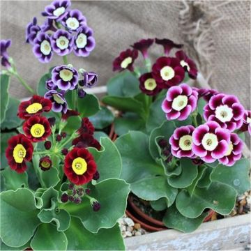 Auricula Plant Collection - Pack of THREE Plants