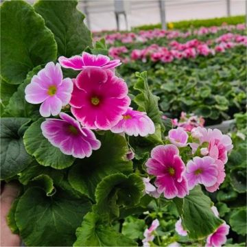 Primula obconica PINK - Primrose - In Bud & Bloom