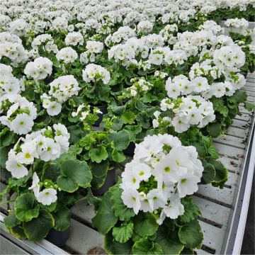 Primula obconica White - Primrose - In Bud & Bloom