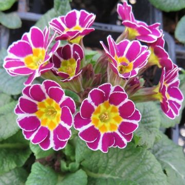Primula Silver Laced Pink - Pack of THREE Plants