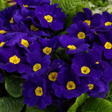 Potted Primroses - BLUE - Pack of Six Plants