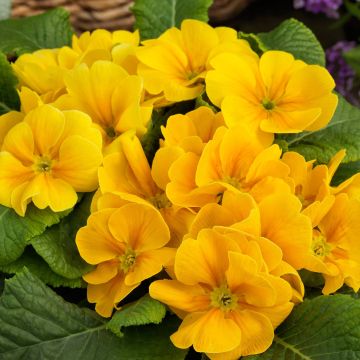 Potted Primroses - YELLOW - Pack of Six Plants
